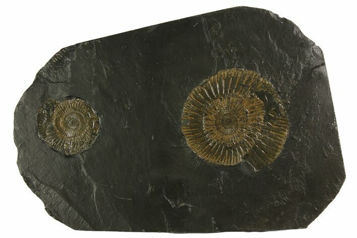 Dactylioceras Ammonite Cluster - Posidonia Shale, Germany #180360